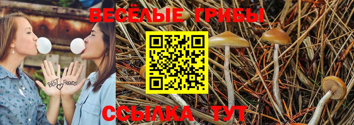 Галлюциногенные грибы ЛСД  Вход с VPN  Галлюциногенные грибы Psilocybe  Лесозаводск 